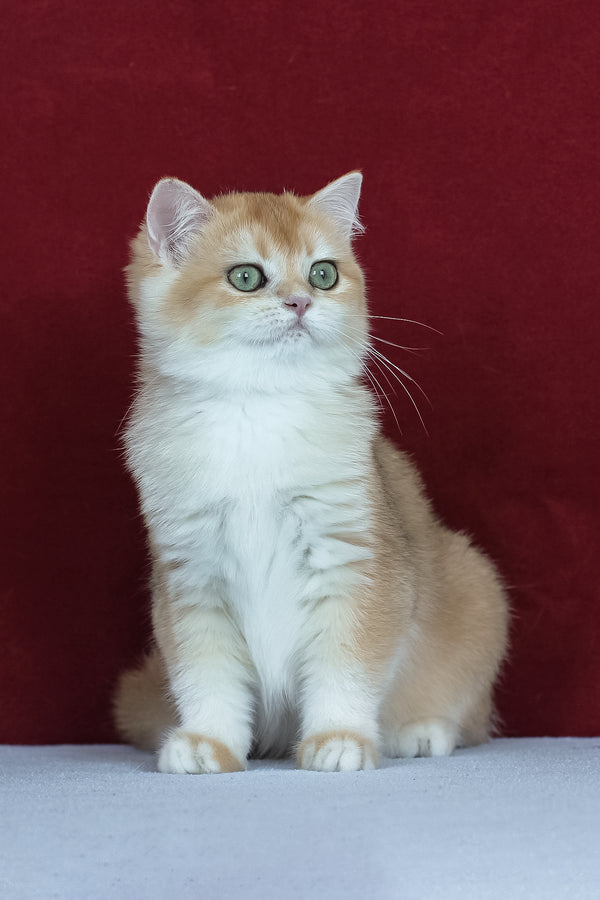 Amelia | British Shorthair Kitten