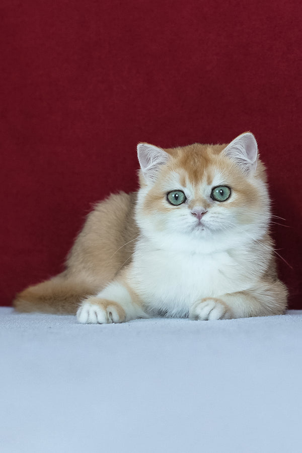 Amelia | British Shorthair Kitten