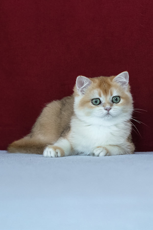 Amelia | British Shorthair Kitten