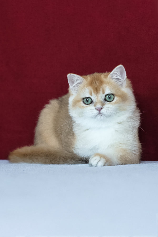 Amelia | British Shorthair Kitten