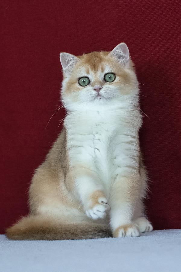 Amelia | British Shorthair Kitten