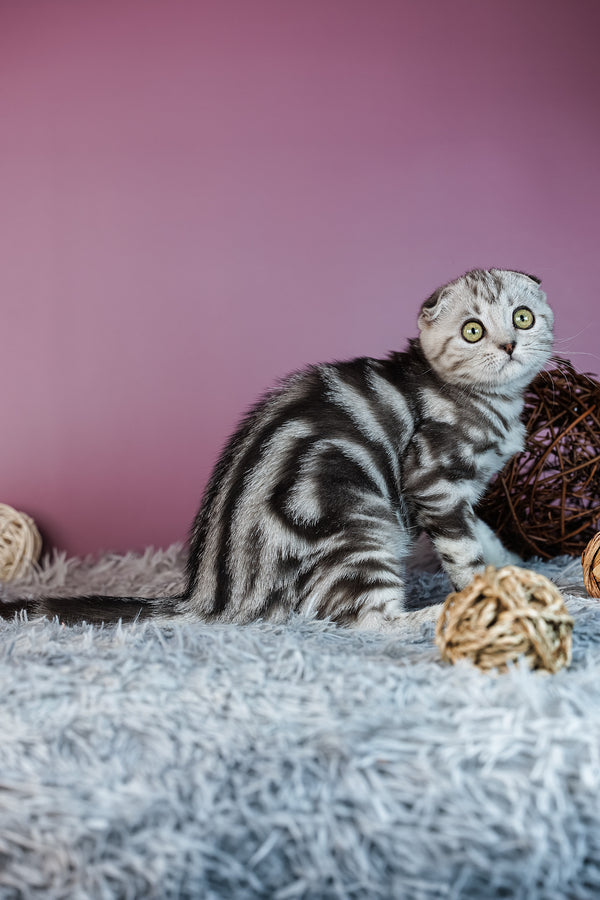 Amelie | Scottish Fold Kitten