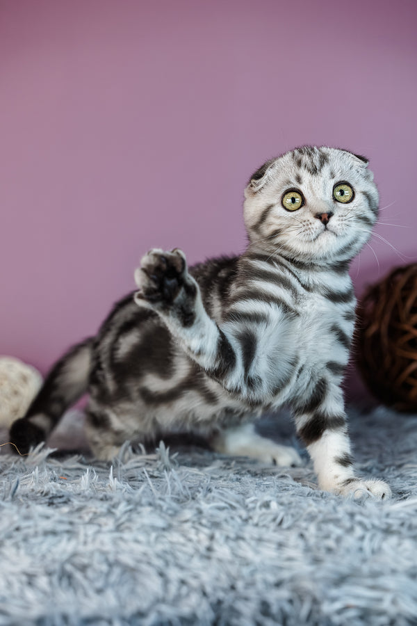 Amelie | Scottish Fold Kitten