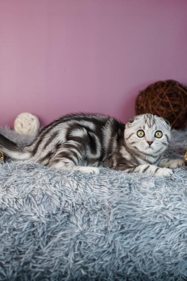 Amelie | Scottish Fold Kitten