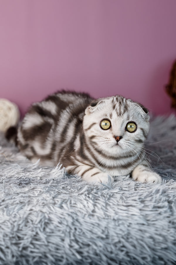 Amelie | Scottish Fold Kitten