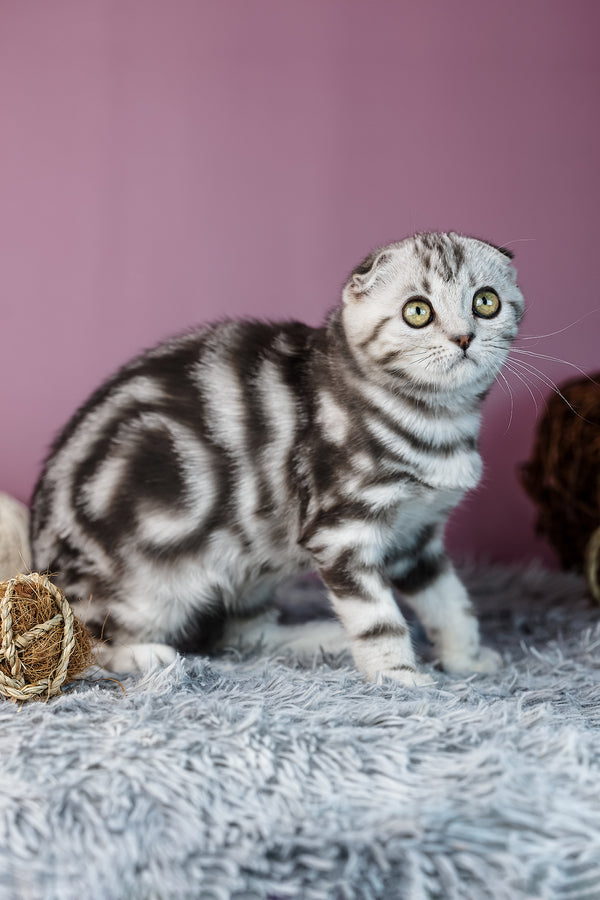 Amelie | Scottish Fold Kitten