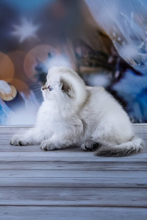 Amigo | Scottish Fold Longhair Kitten
