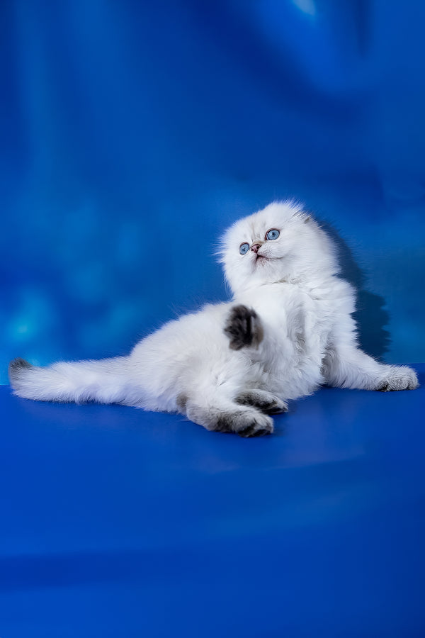 Amigo | Scottish Fold Longhair Kitten
