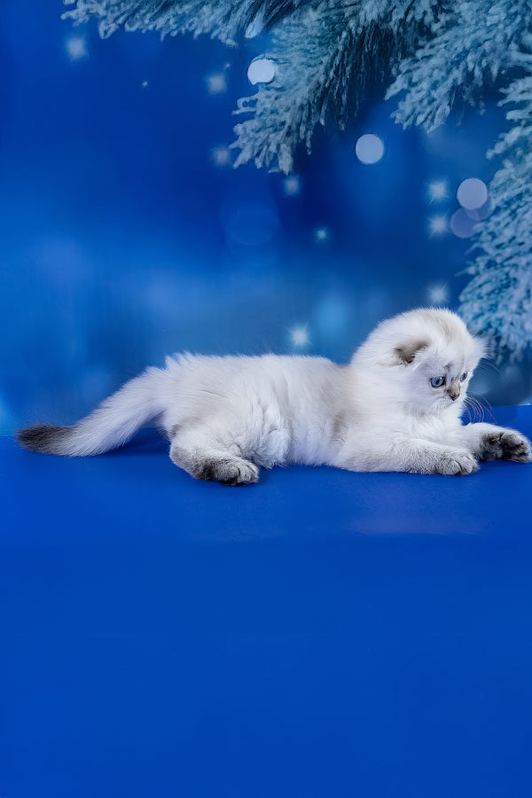 Amigo | Scottish Fold Longhair Kitten