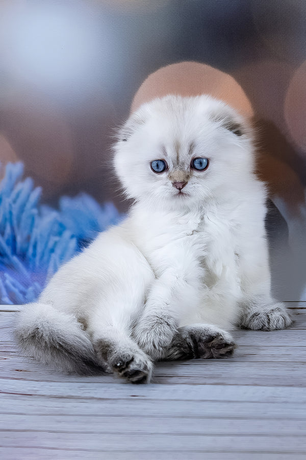 Amigo | Scottish Fold Longhair Kitten