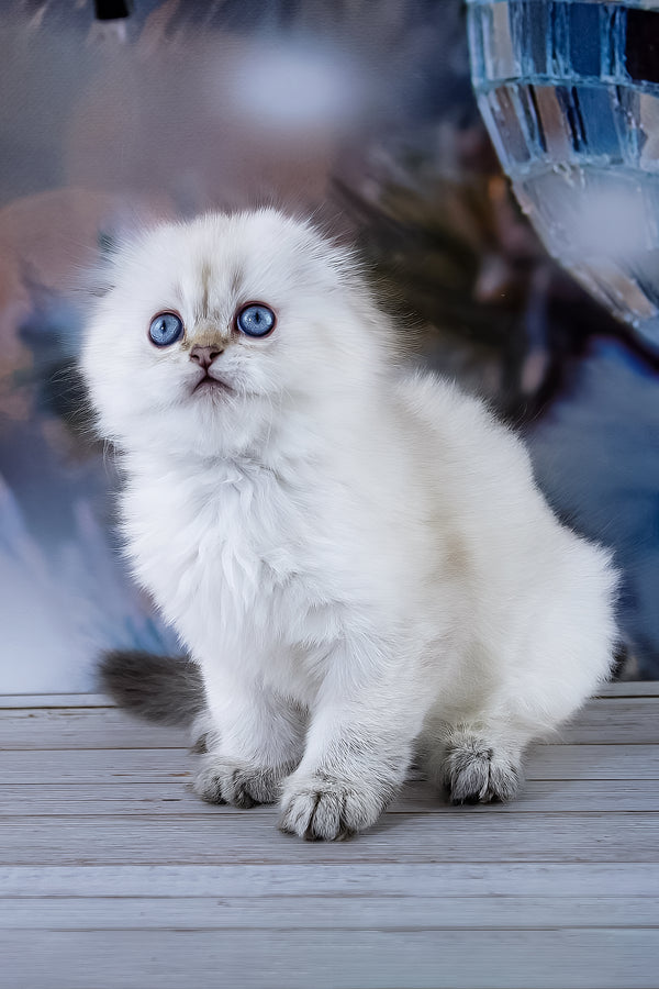 Amigo | Scottish Fold Longhair Kitten