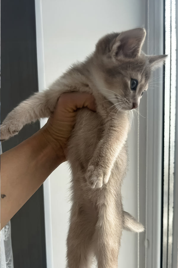 Amigo | Abyssinian Kitten