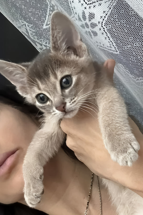 Amigo | Abyssinian Kitten