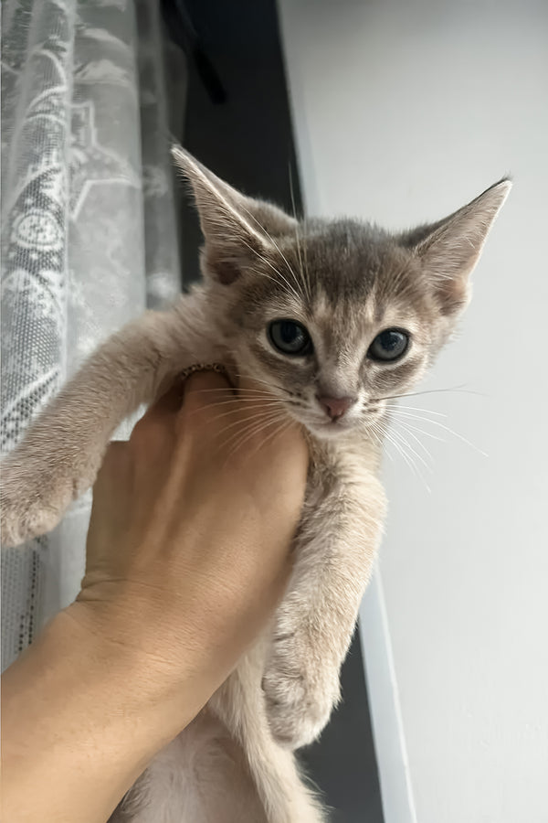 Amigo | Abyssinian Kitten
