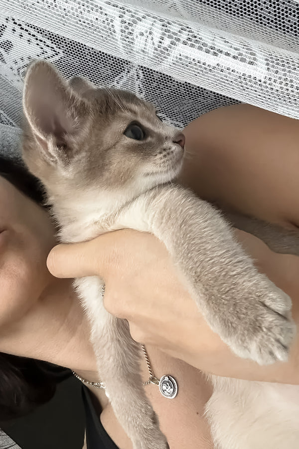 Amigo | Abyssinian Kitten