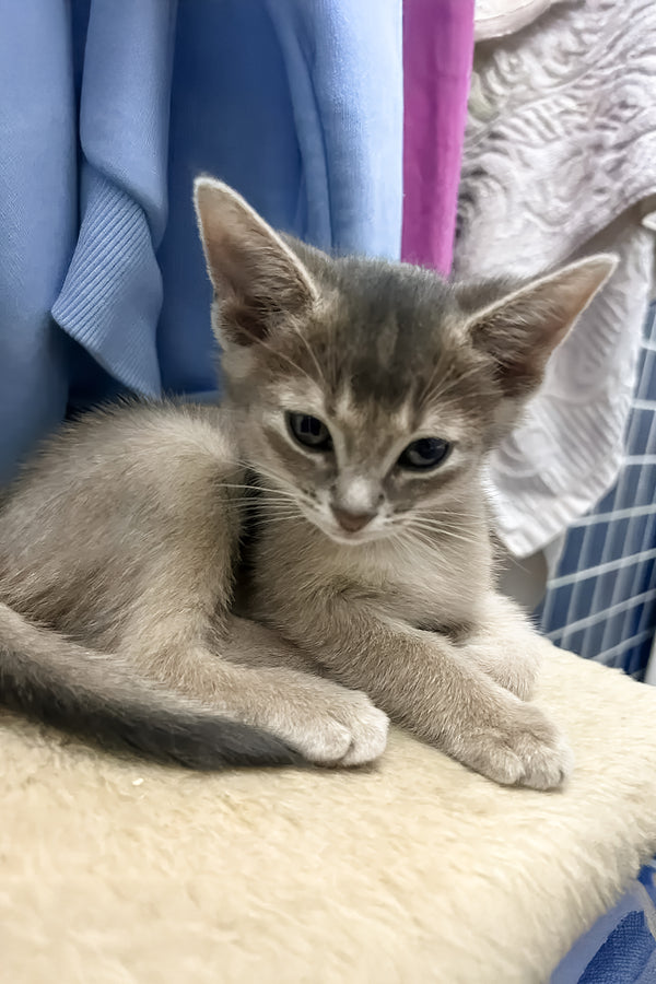 Amigo | Abyssinian Kitten
