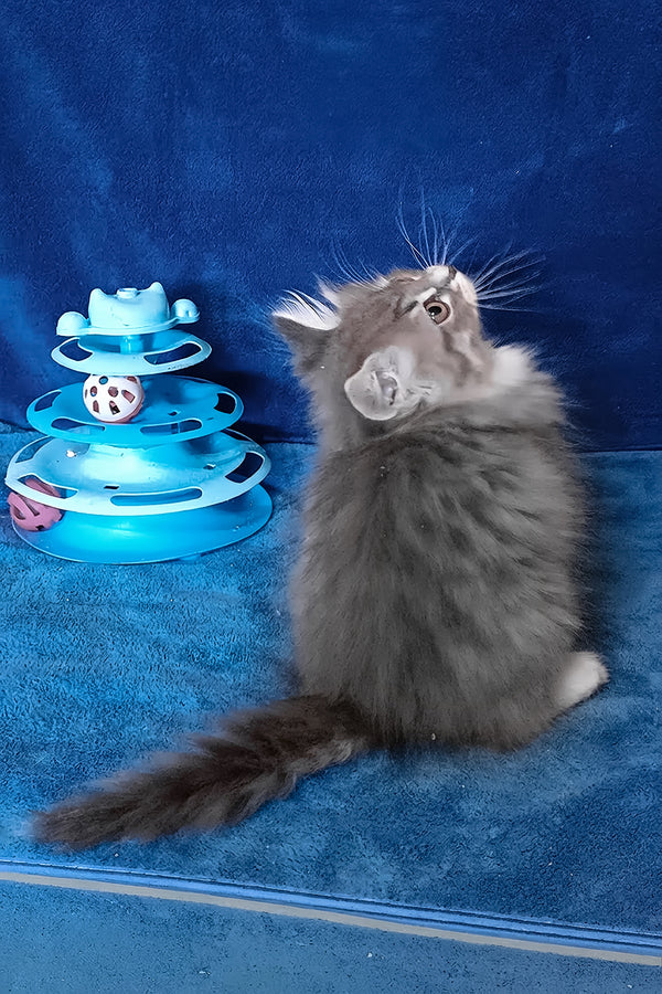 Amina | Siberian Kitten