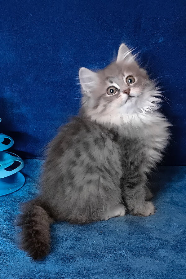 Amina | Siberian Kitten