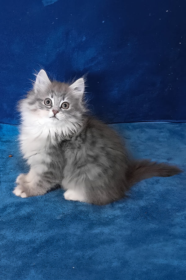 Amina | Siberian Kitten