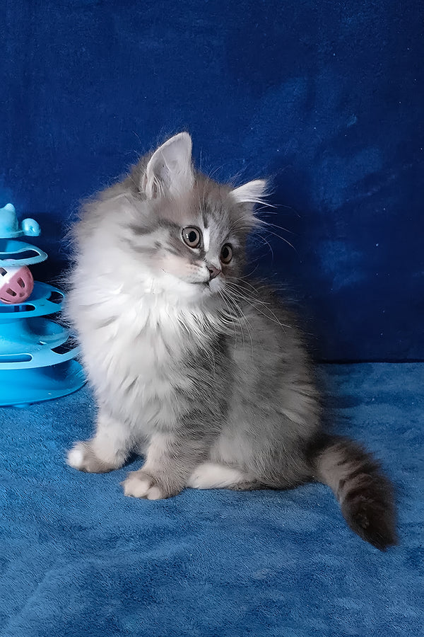 Amina | Siberian Kitten