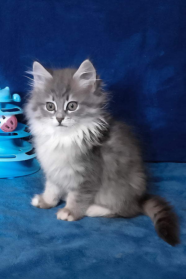 Amina | Siberian Kitten
