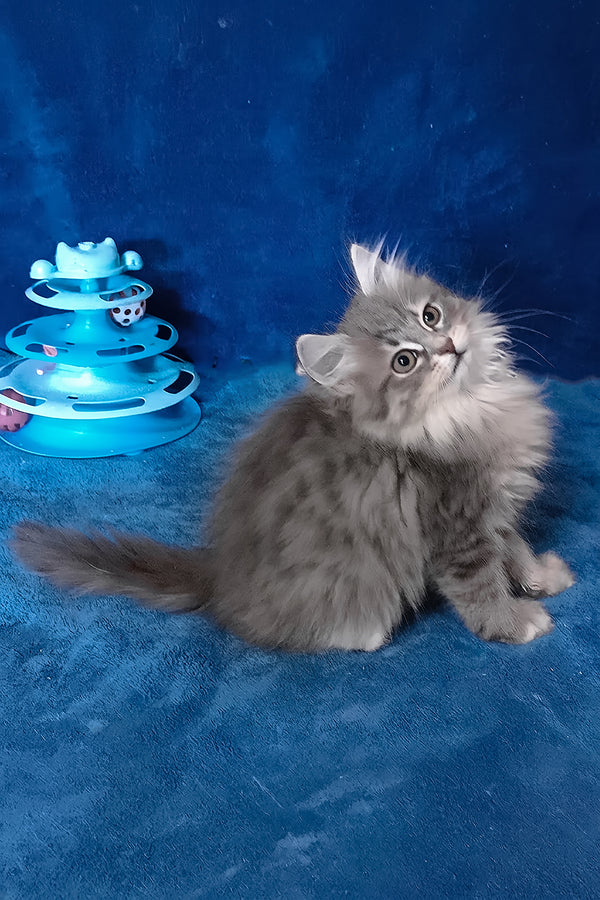 Amina | Siberian Kitten