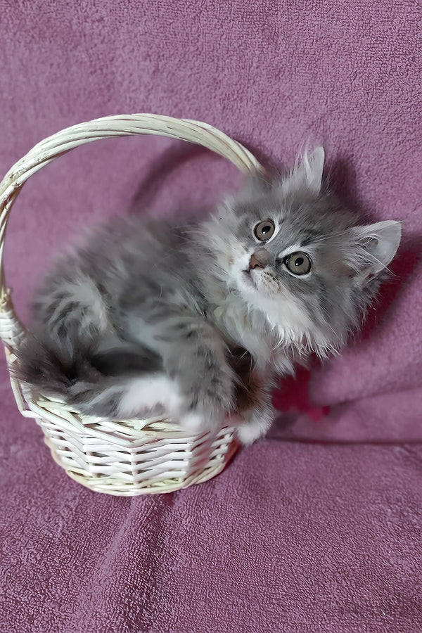 Amina | Siberian Kitten