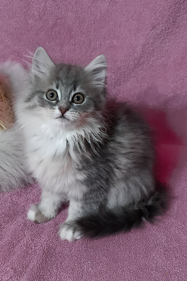 Amina | Siberian Kitten