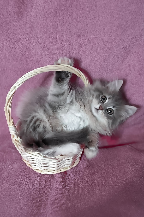 Amina | Siberian Kitten