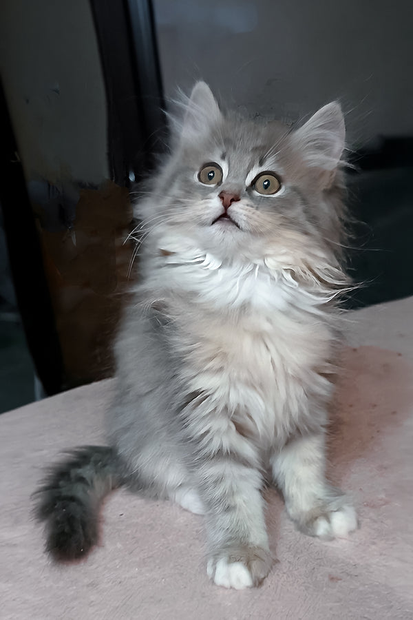 Amina | Siberian Kitten
