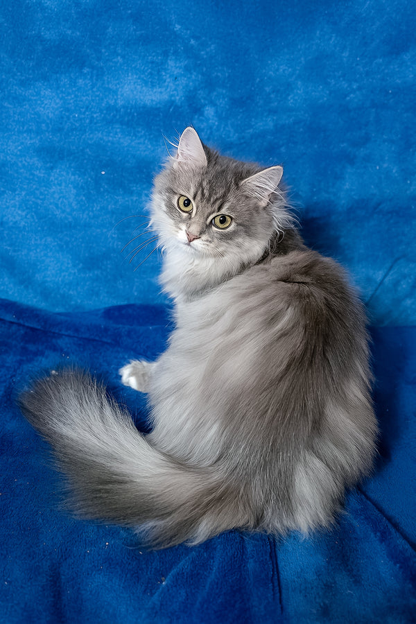 A fluffy gray siberian kitten with striking green eyes sits gracefully on a vibrant blue surface