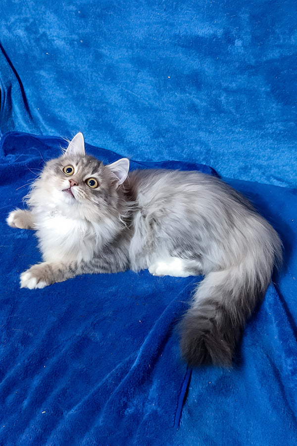 Amina siberian kitten with green eyes and silver gray tabby fur lying on vibrant blue velvet surface