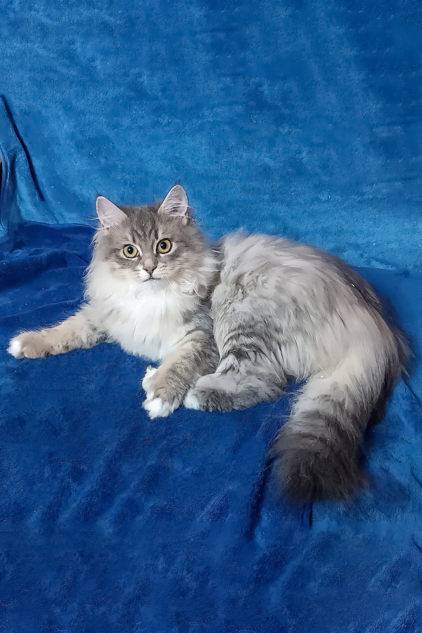 A fluffy siberian kitten with green eyes and gray and white fur resting on a vibrant blue textured surface