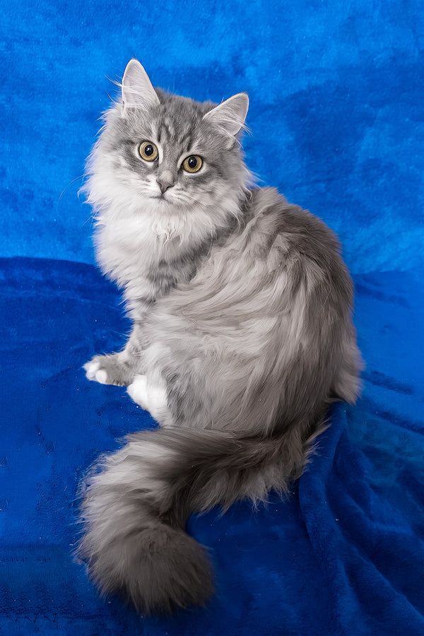 A siberian kitten named amina with fluffy gray and white fur and striking yellow eyes against a blue background