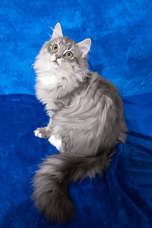 Fluffy gray and white siberian kitten with striking yellow eyes for amina product showcase