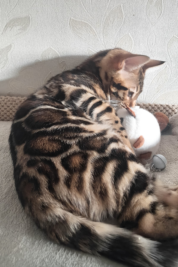 Amir | Bengal Kitten