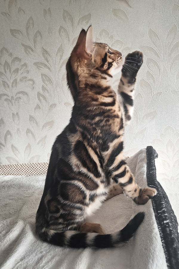 Amir | Bengal Kitten