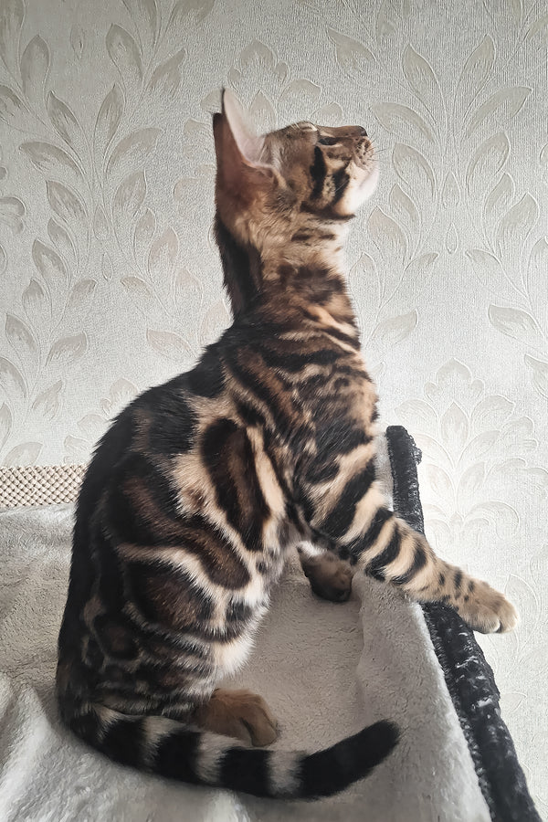 Amir | Bengal Kitten