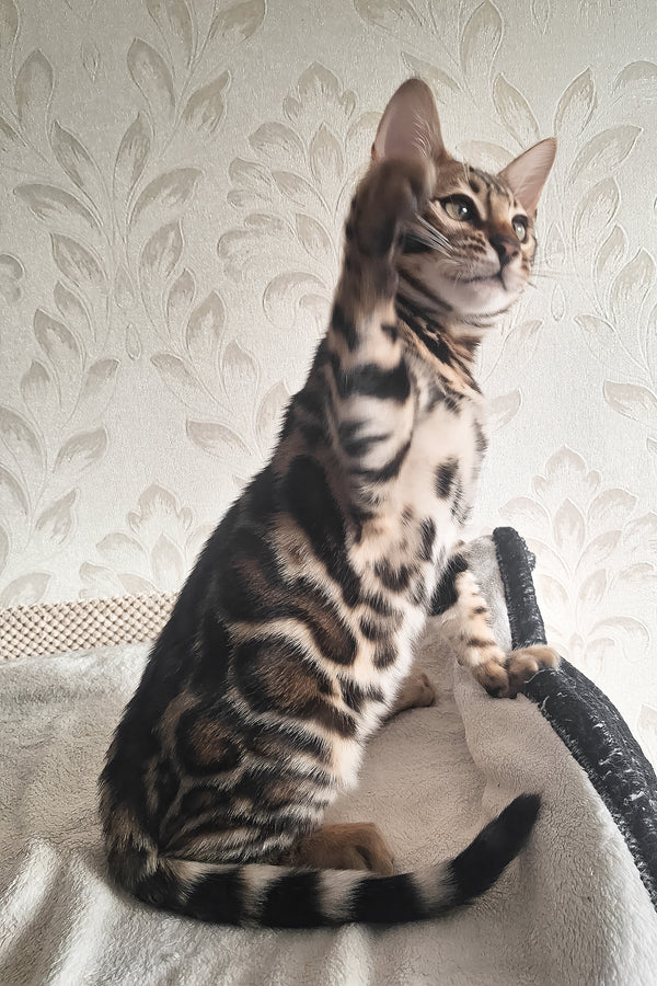 Amir | Bengal Kitten