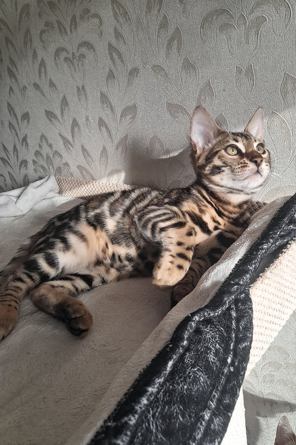 Amir | Bengal Kitten