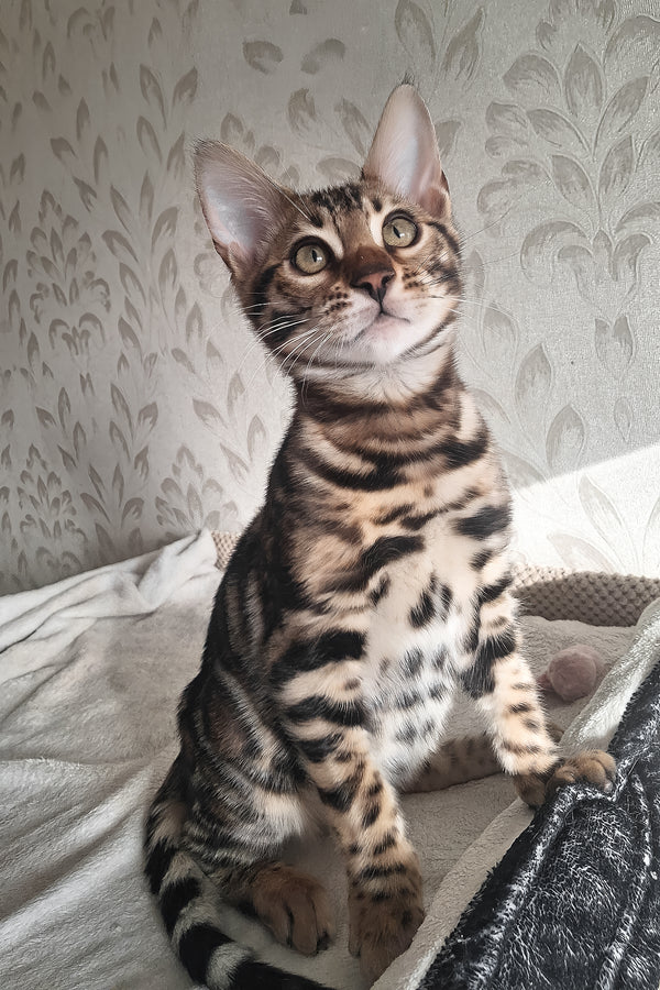 Amir | Bengal Kitten