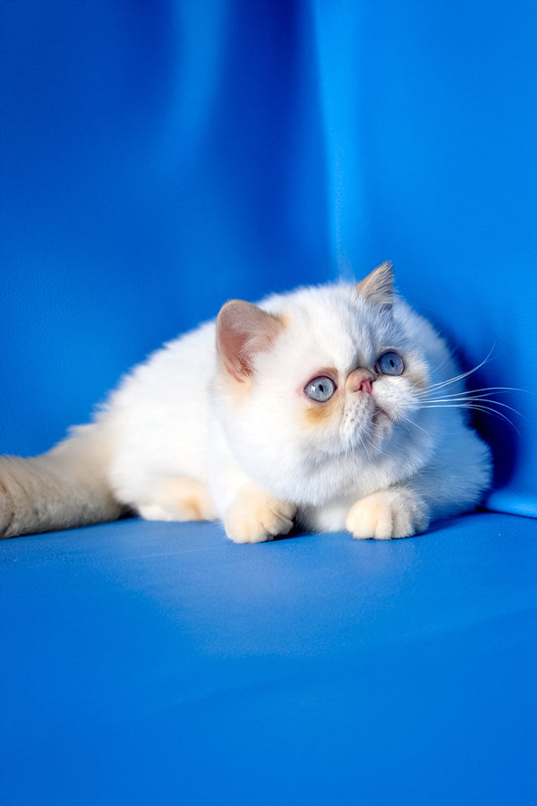 Amulet | Exotic Shorthair Kitten
