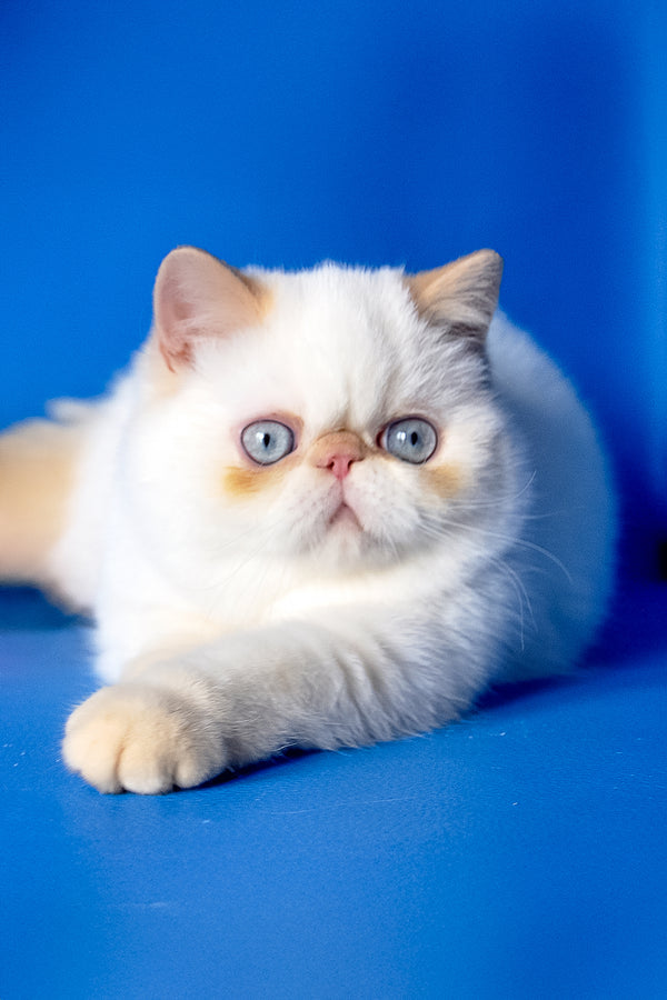 Amulet | Exotic Shorthair Kitten