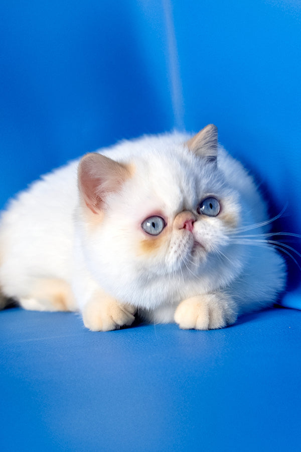 Amulet | Exotic Shorthair Kitten