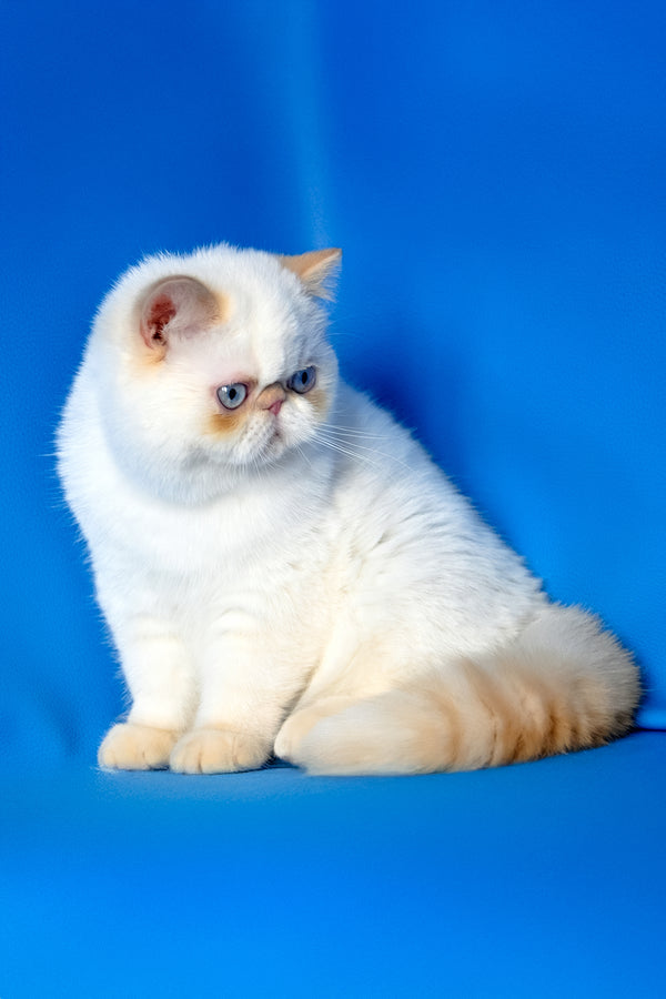 Amulet | Exotic Shorthair Kitten