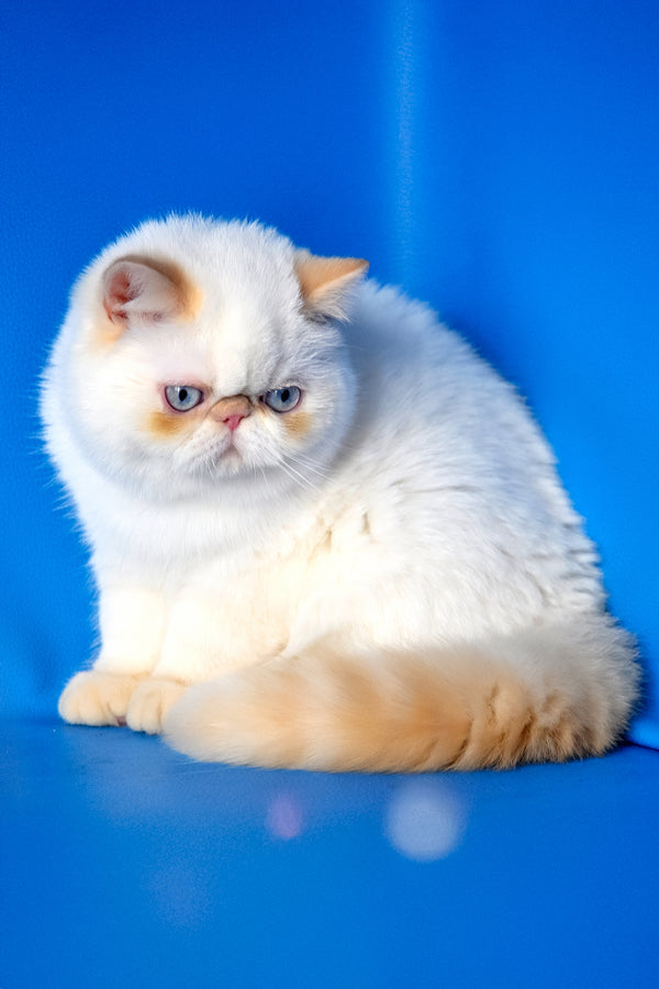 Amulet | Exotic Shorthair Kitten