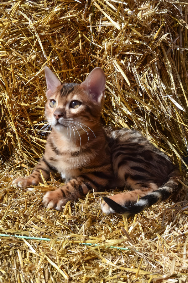 Amur | Bengal Kitten