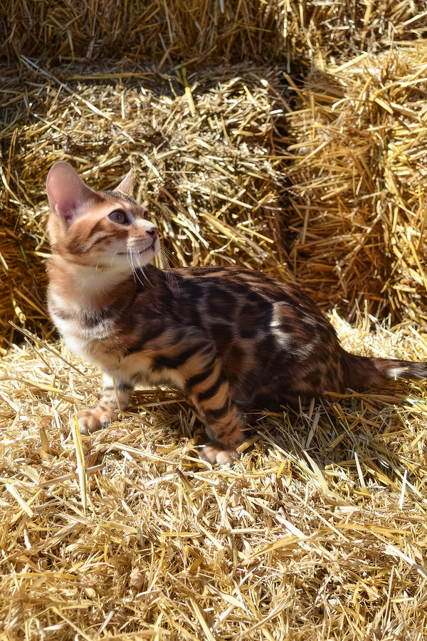 Amur | Bengal Kitten