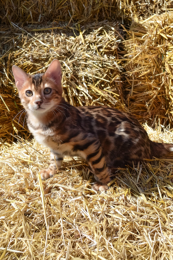 Amur | Bengal Kitten