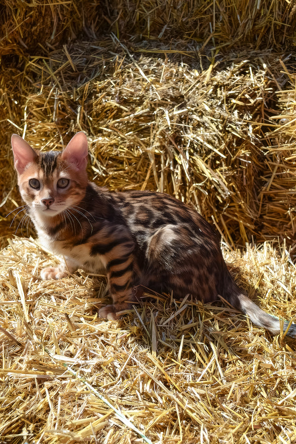Amur | Bengal Kitten